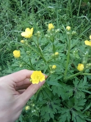 Ranunculus constantinopolitanus