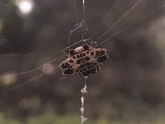 Gasteracantha cancriformis
