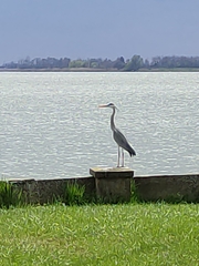 Ardea cinerea