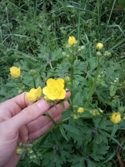 Ranunculus constantinopolitanus