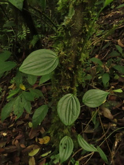 Peperomia peltoidea
