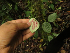 Peperomia peltoidea
