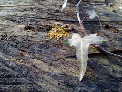 Hedera helix