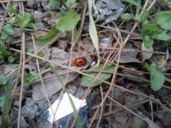 Coccinella septempunctata