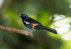 Tachyphonus surinamus