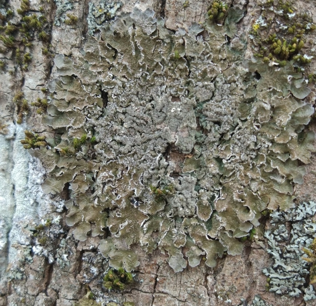 Melanelixia subargentifera (Espèces du programme Lichens GO) · iNaturalist