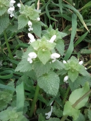 Lamium purpureum
