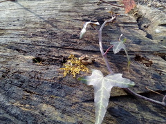 Hedera helix