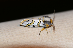 Procanthia distantii