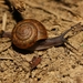 Siamese Common Snail - Photo (c) Woraphot Bunkhwamdi, some rights reserved (CC BY-NC)