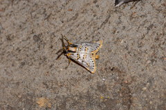 Procanthia distantii