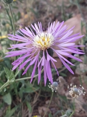 Centaurea pullata