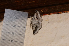 Drepanogynis insolens