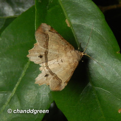 Chiasmia monticolaria