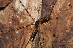 Neopantopsalis thaumatopoios