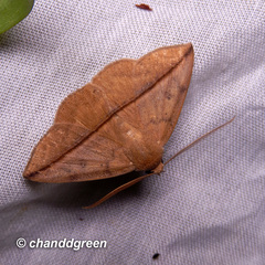 Ugia purpurea