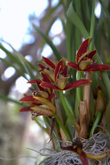Maxillaria tenuifolia