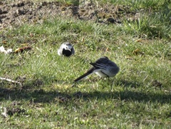 Motacilla alba