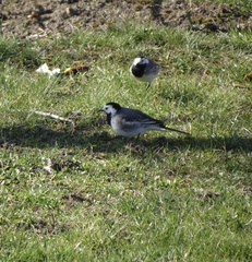 Motacilla alba