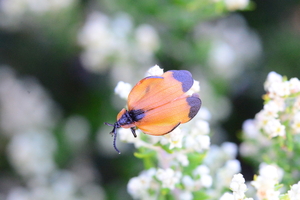 Lycus elevatus