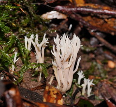 Clavulina vinaceocervina
