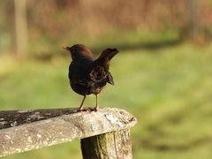 Turdus merula
