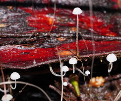 Mycena maldea