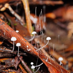 Mycena maldea