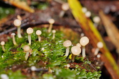 Vibrissea dura