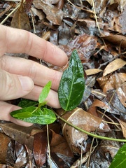 Leichhardtia fraseri