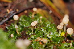 Vibrissea dura