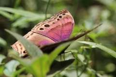 Protogoniomorpha temora