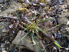 Carex digitata