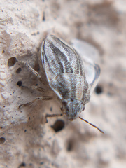 Homaemus parvulus