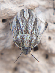 Homaemus parvulus