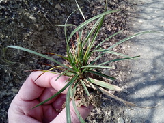 Carex digitata