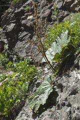Rheum maximowiczii