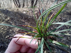 Carex digitata
