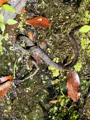 Nerodia fasciata