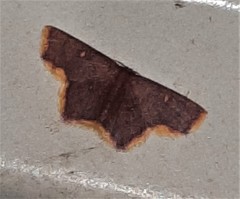 Chrysocraspeda aurimargo