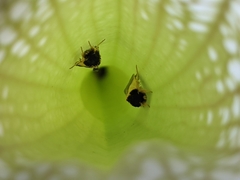 Exyra semicrocea