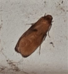 Lambula obliquilinea