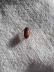 Melolonthinae