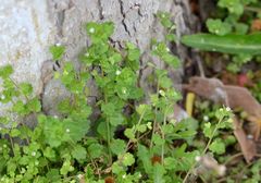 Veronica polita lilacina