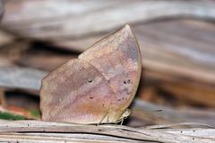 Discophora