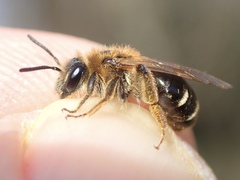 Andrena dorsata