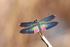 Rhyothemis plutonia
