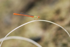 Ceriagrion praetermissum