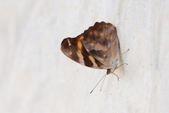 Herona marathus