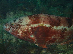 Notolabrus parilus